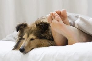 Sheltie sleeping with her owner